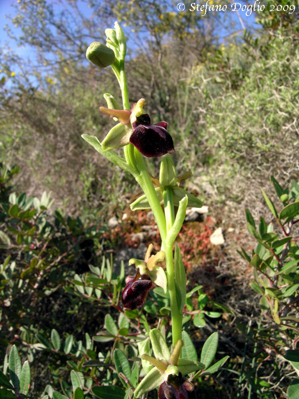 Ophrys herae